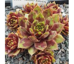 Sempervivum NIGHT RAVEN
