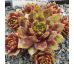 Sempervivum NIGHT RAVEN