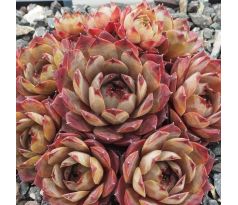Sempervivum CHRISTIE