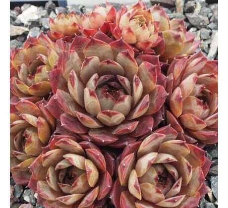Sempervivum CHRISTIE