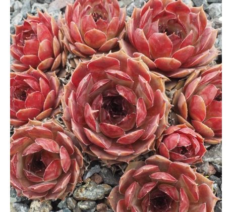 Sempervivum THEKLA