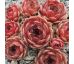 Sempervivum THEKLA