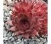 Sempervivum KAUTANGEL