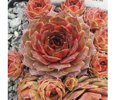 Sempervivum FUSILIER