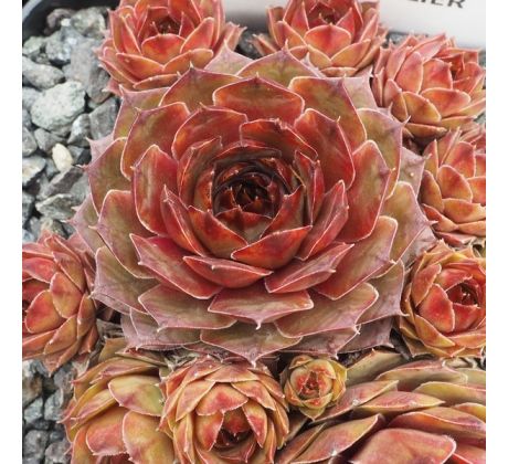 Sempervivum FUSILIER