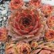 Sempervivum FUSILIER