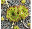 Sempervivum CHARADZEAE