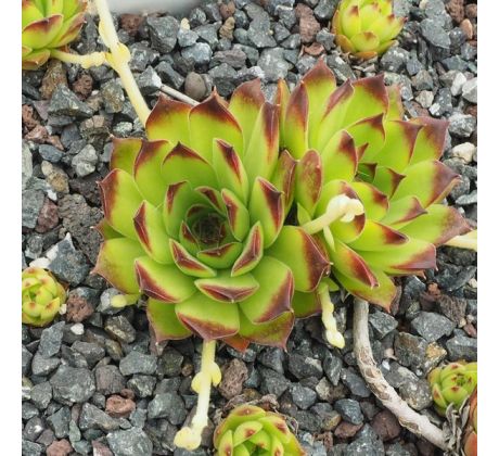 Sempervivum CHARADZEAE