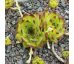 Sempervivum CHARADZEAE