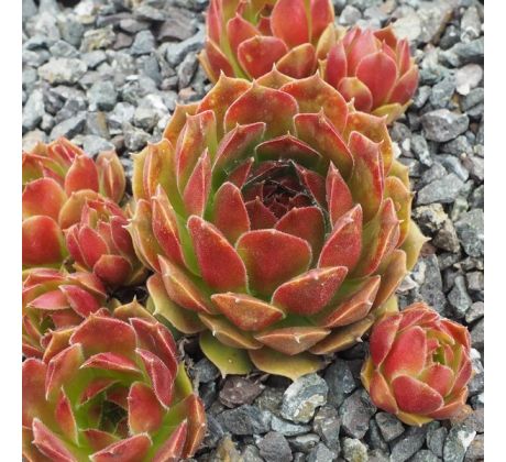 Sempervivum URANUS