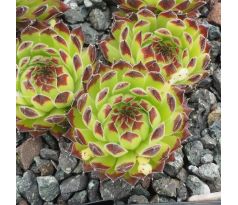 Sempervivum TIPSY