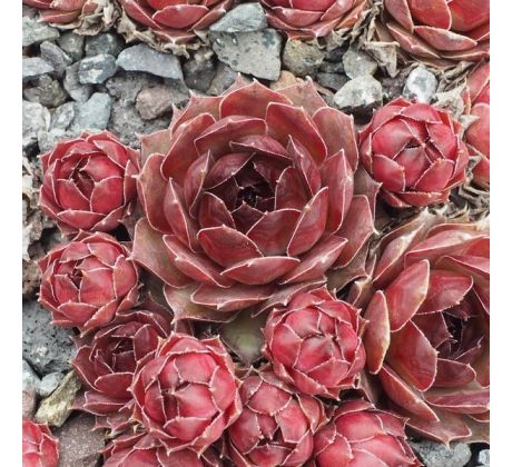 Sempervivum INDRA