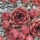 Sempervivum INDRA