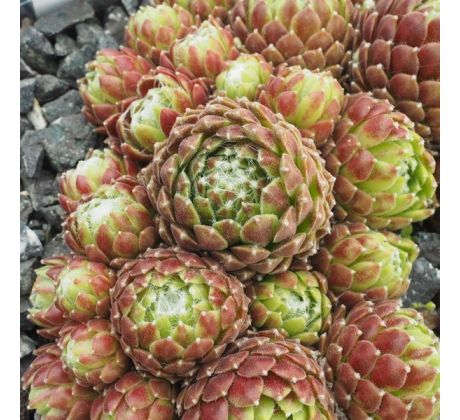 Sempervivum ERONGO