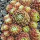Sempervivum ERONGO