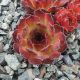 Sempervivum ALTENBERG