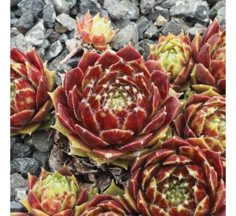 Sempervivum GULLE DAME