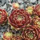 Sempervivum GULLE DAME