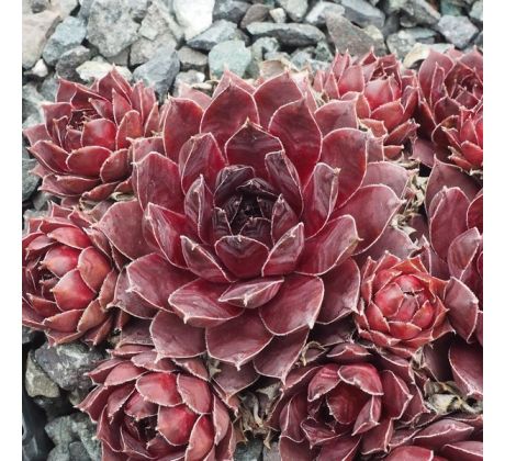 Sempervivum MOORTJE
