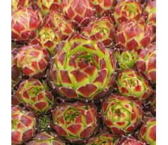 Sempervivum FIMBRIATUM