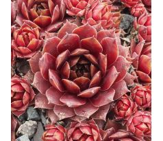 Sempervivum AKHENATEN