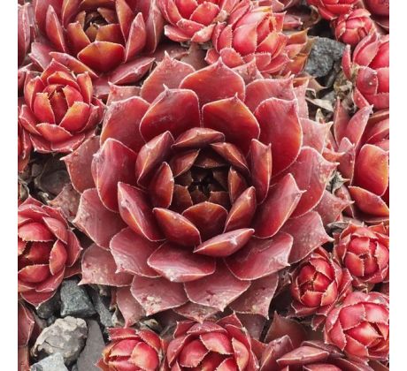 Sempervivum AKHENATEN