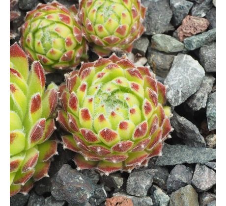 Sempervivum HAVENDIJKER FEE