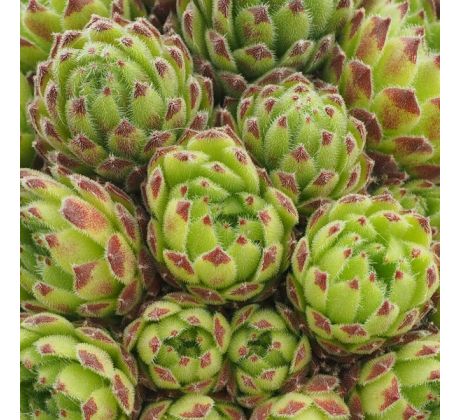 Sempervivum MURRMY