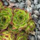 Sempervivum CHOCOLATE DIP