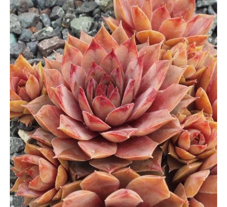 Sempervivum WOOLCOTT`S VARIETY