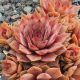 Sempervivum WOOLCOTT`S VARIETY