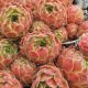 Sempervivum KWABBENOOT