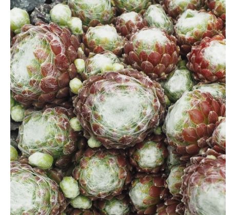 Sempervivum WEISSFILZ