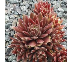 Sempervivum ABRAMINA