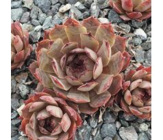 Sempervivum ADDY