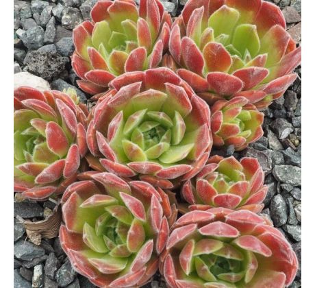 Sempervivum APPLE BLOSSOM