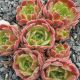 Sempervivum APPLE BLOSSOM