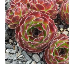Sempervivum APPLE TART