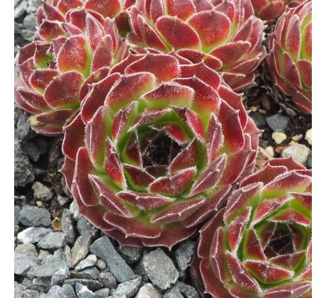 Sempervivum APPLE TART