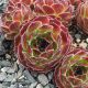 Sempervivum APPLE TART