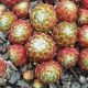 Sempervivum ARUSHA