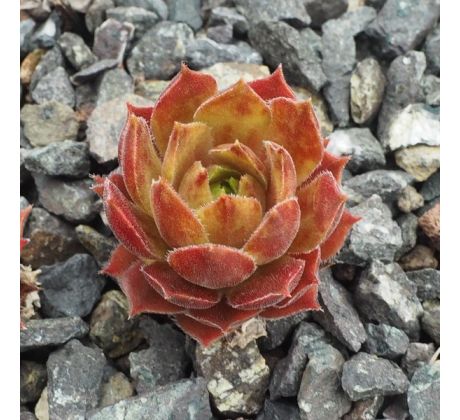 Sempervivum ASTEROID