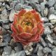 Sempervivum ASTEROID
