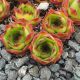Sempervivum ATLANTIS