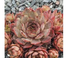 Sempervivum ATROPURPUREUM