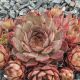Sempervivum ATROPURPUREUM