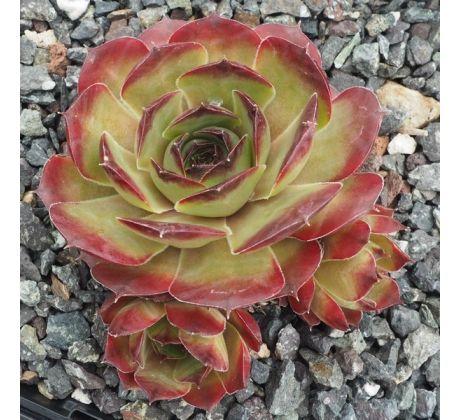 Sempervivum BOLD VENTURE
