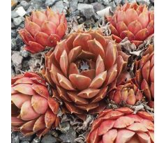 Sempervivum BRUNNEIFOLUM
