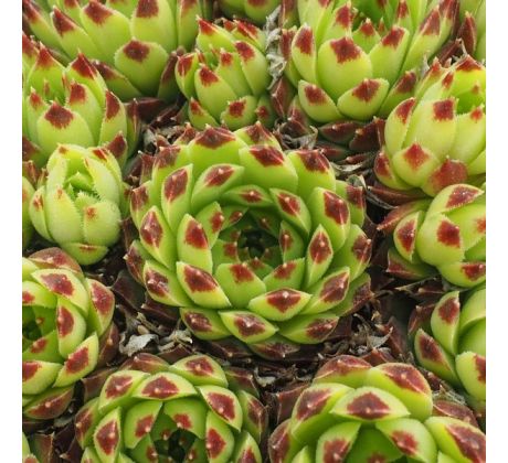 Sempervivum BICOLOR