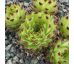 Sempervivum COL DE BLAINE